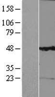 K13 / KCNG Protein - Western validation with an anti-DDK antibody * L: Control HEK293 lysate R: Over-expression lysate