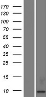 KAAG1 Protein - Western validation with an anti-DDK antibody * L: Control HEK293 lysate R: Over-expression lysate
