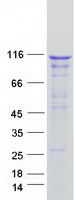 KANK3 Protein - Purified recombinant protein KANK3 was analyzed by SDS-PAGE gel and Coomassie Blue Staining
