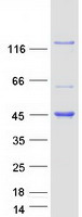 KANK4 Protein - Purified recombinant protein KANK4 was analyzed by SDS-PAGE gel and Coomassie Blue Staining
