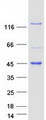 KANK4 Protein - Purified recombinant protein KANK4 was analyzed by SDS-PAGE gel and Coomassie Blue Staining