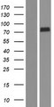 KARS Protein - Western validation with an anti-DDK antibody * L: Control HEK293 lysate R: Over-expression lysate