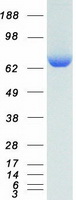 KARS Protein - Purified recombinant protein KARS was analyzed by SDS-PAGE gel and Coomassie Blue Staining