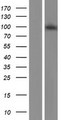 KAT2A / GCN5 Protein - Western validation with an anti-DDK antibody * L: Control HEK293 lysate R: Over-expression lysate