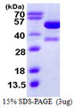 KAT2A / GCN5 Protein