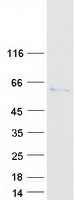 KAT5 / TIP60 Protein - Purified recombinant protein KAT5 was analyzed by SDS-PAGE gel and Coomassie Blue Staining