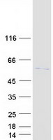 KAT5 / TIP60 Protein - Purified recombinant protein KAT5 was analyzed by SDS-PAGE gel and Coomassie Blue Staining