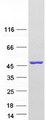 KATII / AADAT Protein - Purified recombinant protein AADAT was analyzed by SDS-PAGE gel and Coomassie Blue Staining