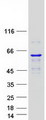 KATNAL1 Protein - Purified recombinant protein KATNAL1 was analyzed by SDS-PAGE gel and Coomassie Blue Staining