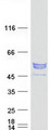 KATNAL2 Protein - Purified recombinant protein KATNAL2 was analyzed by SDS-PAGE gel and Coomassie Blue Staining