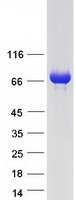 KBTBD10 / Sarcosin Protein - Purified recombinant protein KLHL41 was analyzed by SDS-PAGE gel and Coomassie Blue Staining