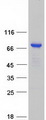 KBTBD11 Protein - Purified recombinant protein KBTBD11 was analyzed by SDS-PAGE gel and Coomassie Blue Staining