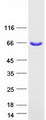 KBTBD5 Protein - Purified recombinant protein KLHL40 was analyzed by SDS-PAGE gel and Coomassie Blue Staining