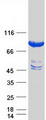 KBTBD7 Protein - Purified recombinant protein KBTBD7 was analyzed by SDS-PAGE gel and Coomassie Blue Staining