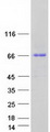 KBTBD8 Protein - Purified recombinant protein KBTBD8 was analyzed by SDS-PAGE gel and Coomassie Blue Staining