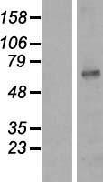 KCNA3 / Kv1.3 Protein - Western validation with an anti-DDK antibody * L: Control HEK293 lysate R: Over-expression lysate