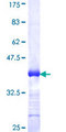 KCNA4 / Kv1.4 Protein - 12.5% SDS-PAGE Stained with Coomassie Blue.