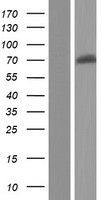 KCNA5 / Kv1.5 Protein - Western validation with an anti-DDK antibody * L: Control HEK293 lysate R: Over-expression lysate