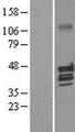KCNAB1 Protein - Western validation with an anti-DDK antibody * L: Control HEK293 lysate R: Over-expression lysate