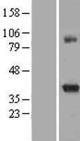 KCNAB2 / Kv-Beta-2 Protein - Western validation with an anti-DDK antibody * L: Control HEK293 lysate R: Over-expression lysate