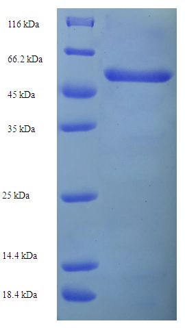 KCNAB2 / Kv-Beta-2 Protein