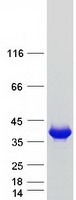 KCNAB2 / Kv-Beta-2 Protein - Purified recombinant protein KCNAB2 was analyzed by SDS-PAGE gel and Coomassie Blue Staining