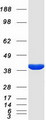 KCNAB2 / Kv-Beta-2 Protein - Purified recombinant protein KCNAB2 was analyzed by SDS-PAGE gel and Coomassie Blue Staining