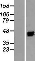 KCNAB3 Protein - Western validation with an anti-DDK antibody * L: Control HEK293 lysate R: Over-expression lysate