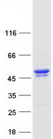 KCNAB3 Protein - Purified recombinant protein KCNAB3 was analyzed by SDS-PAGE gel and Coomassie Blue Staining
