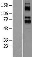 KCNC4 / Kv3.4 Protein - Western validation with an anti-DDK antibody * L: Control HEK293 lysate R: Over-expression lysate