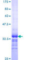 KCNE1 / MinK Protein - 12.5% SDS-PAGE Stained with Coomassie Blue.
