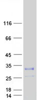 KCNE5 Protein - Purified recombinant protein KCNE5 was analyzed by SDS-PAGE gel and Coomassie Blue Staining