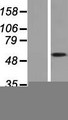 KCNF1 / KCNF Protein - Western validation with an anti-DDK antibody * L: Control HEK293 lysate R: Over-expression lysate