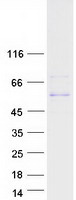 KCNF1 / KCNF Protein - Purified recombinant protein KCNF1 was analyzed by SDS-PAGE gel and Coomassie Blue Staining