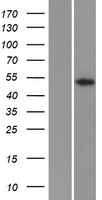 KCNG2 Protein - Western validation with an anti-DDK antibody * L: Control HEK293 lysate R: Over-expression lysate