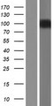 KCNH2 / HERG Protein - Western validation with an anti-DDK antibody * L: Control HEK293 lysate R: Over-expression lysate