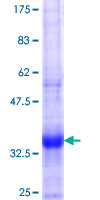 KCNH6 / Kv11.2 / ERG2 Protein - 12.5% SDS-PAGE Stained with Coomassie Blue.