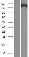 KCNH7 / ERG3 Protein - Western validation with an anti-DDK antibody * L: Control HEK293 lysate R: Over-expression lysate
