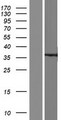 KCNIP2 / KCHIP2 Protein - Western validation with an anti-DDK antibody * L: Control HEK293 lysate R: Over-expression lysate