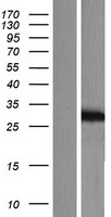 KCNIP2 / KCHIP2 Protein - Western validation with an anti-DDK antibody * L: Control HEK293 lysate R: Over-expression lysate