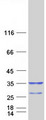 KCNIP2 / KCHIP2 Protein - Purified recombinant protein KCNIP2 was analyzed by SDS-PAGE gel and Coomassie Blue Staining