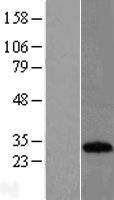 KCNIP3 / Dream / Calsenilin Protein - Western validation with an anti-DDK antibody * L: Control HEK293 lysate R: Over-expression lysate