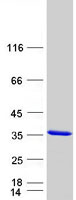 KCNIP3 / Dream / Calsenilin Protein - Purified recombinant protein KCNIP3 was analyzed by SDS-PAGE gel and Coomassie Blue Staining