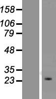 KCNIP4 / KCHIP4 Protein - Western validation with an anti-DDK antibody * L: Control HEK293 lysate R: Over-expression lysate