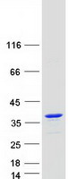 KCNIP4 / KCHIP4 Protein - Purified recombinant protein KCNIP4 was analyzed by SDS-PAGE gel and Coomassie Blue Staining