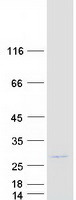 KCNIP4 / KCHIP4 Protein - Purified recombinant protein KCNIP4 was analyzed by SDS-PAGE gel and Coomassie Blue Staining