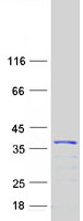 KCNIP4 / KCHIP4 Protein - Purified recombinant protein KCNIP4 was analyzed by SDS-PAGE gel and Coomassie Blue Staining