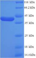 KCNJ10 / SESAME / KIR4.1 Protein