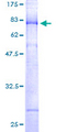 KCNJ12 / Kir2.2 Protein - 12.5% SDS-PAGE of human KCNJ12 stained with Coomassie Blue
