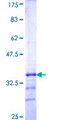 KCNJ15 / KIR4.2 Protein - 12.5% SDS-PAGE Stained with Coomassie Blue.